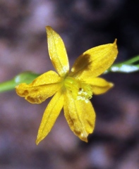 Bulbine succulenta