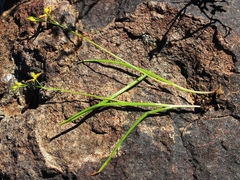 Bulbine succulenta
