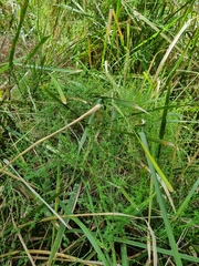 Galium gaudichaudii