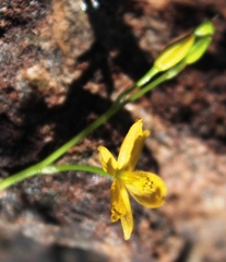 Bulbine succulenta