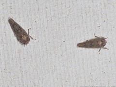 Paraphlepsius tennessus