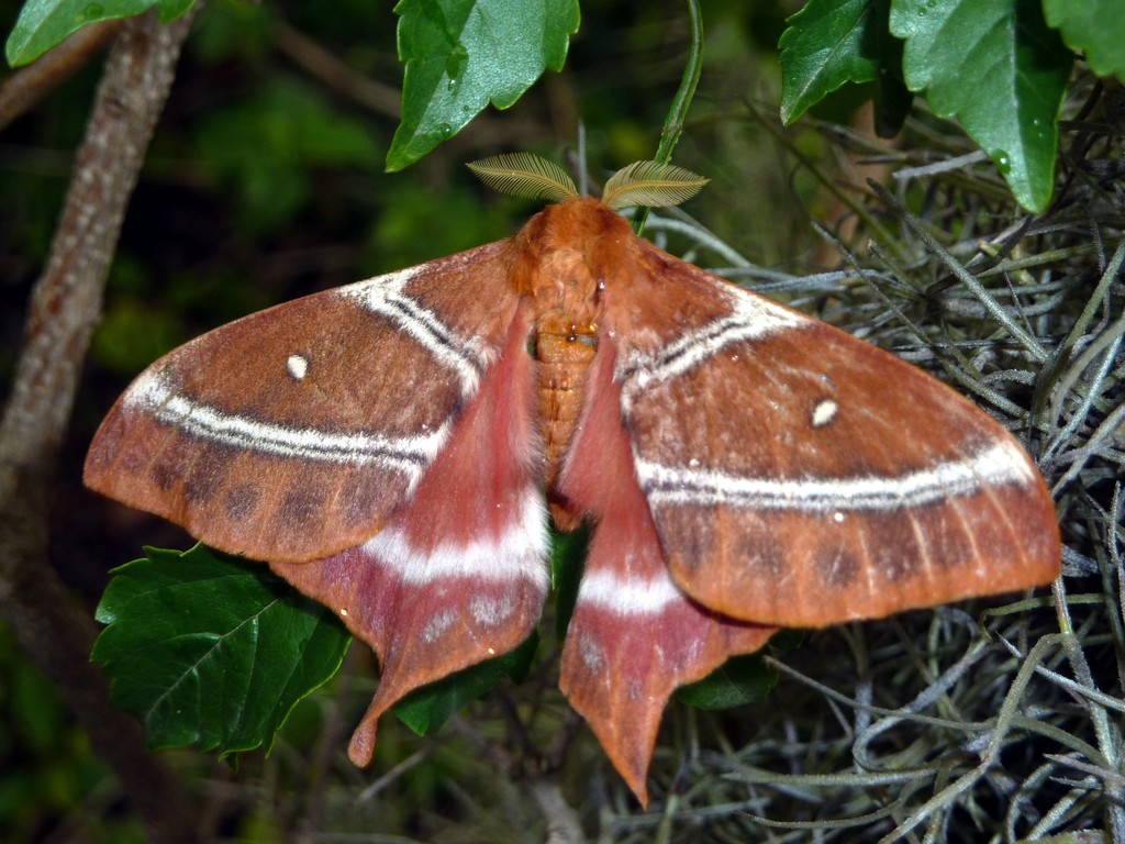 Tailed Emperor