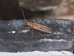 Paromius longulus