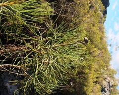 Euryops speciosissimus