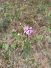 Armeria maritima sibirica