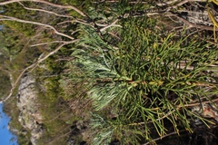 Euryops speciosissimus