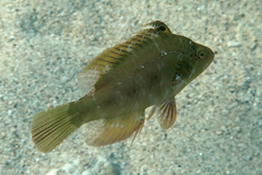 Pteragogus flagellifer