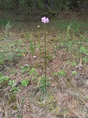 Armeria maritima sibirica