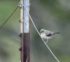 Auriparus flaviceps