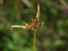 Cyperus fuscus