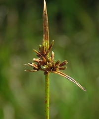 Cyperus fuscus