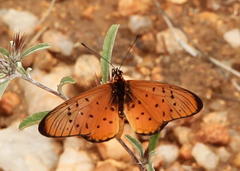 Acraea oncaea