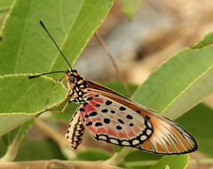 Acraea oncaea