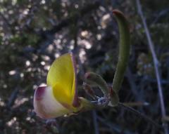 Crotalarieae
