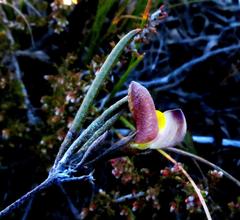 Crotalarieae