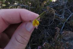 Crotalarieae