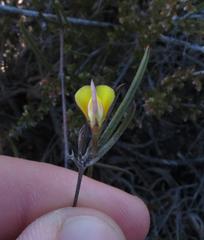 Crotalarieae