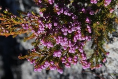 Erica mauritanica