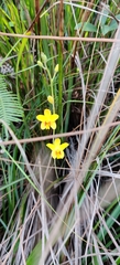 Spathoglottis pubescens