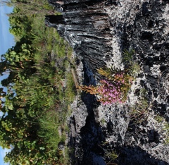 Erica mauritanica