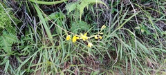 Spathoglottis pubescens