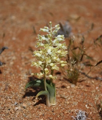 Lachenalia polypodantha eburnea