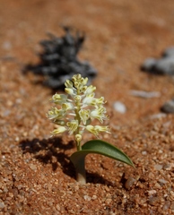 Lachenalia polypodantha eburnea