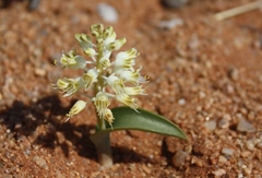 Lachenalia polypodantha eburnea