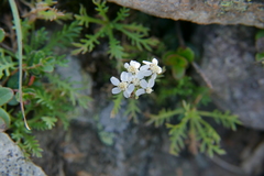 Achillea erba-rotta
