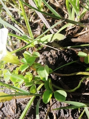 Oxalis minuta