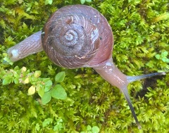 Thomitrochoidea trindadensis