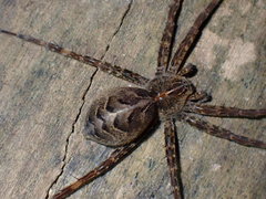 Dolomedes scriptus