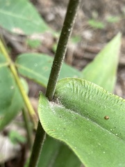 Dichanthelium boscii