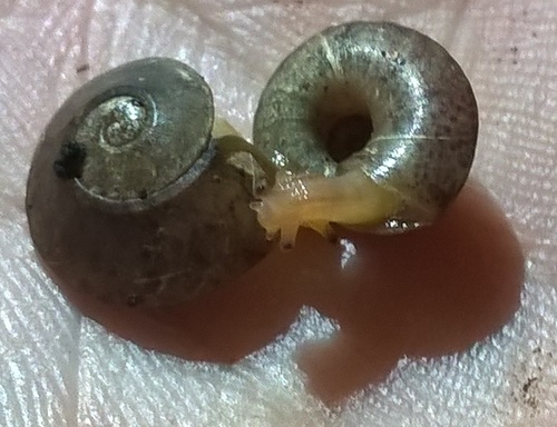 Thyrophorella thomensis photographed in Sao Tome and Principe
