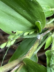 Dichanthelium boscii