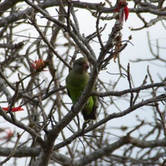 Poicephalus cryptoxanthus