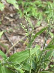 Dichanthelium boscii