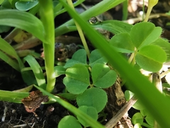 Oxalis minuta