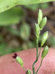 Dichanthelium boscii