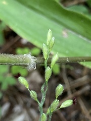 Dichanthelium boscii