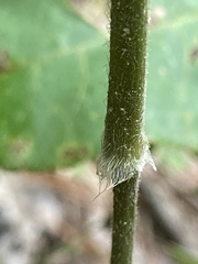 Dichanthelium boscii