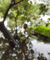 Eriovixia
