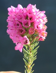 Erica abietina constantiana
