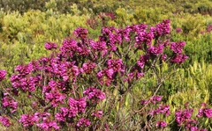 Erica abietina constantiana