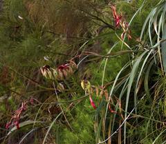 Gladiolus cardinalis