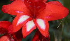 Gladiolus cardinalis