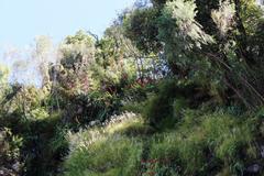 Gladiolus cardinalis
