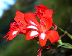 Gladiolus cardinalis
