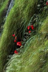 Gladiolus cardinalis