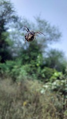 Eriovixia